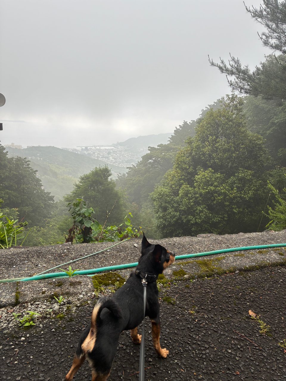 木々と遠くの海を背景に立つリード付きの犬