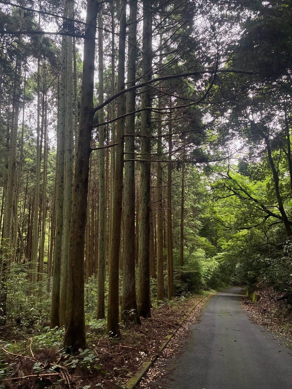 木々に囲まれた舗装道